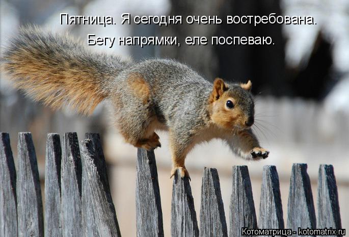 Котоматрица: Пятница. Я сегодня очень востребована. Бегу напрямки, еле поспеваю.