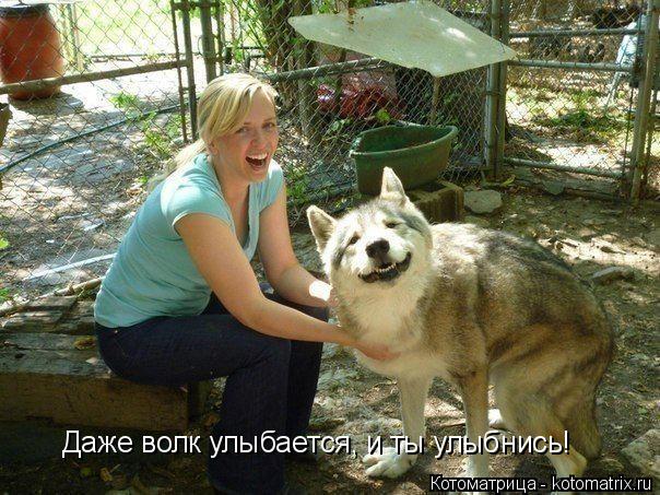 Котоматрица: Даже волк улыбается, и ты улыбнись!