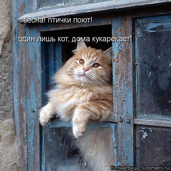 Котоматрица: весна! птички поют! один лишь кот, дома кукарекает!
