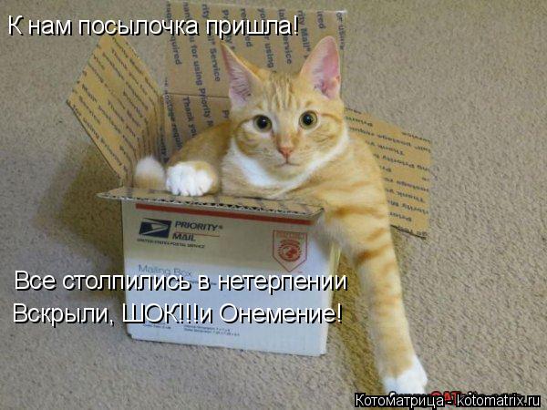 Котоматрица: К нам посылочка пришла! Все столпились в нетерпении Вскрыли, ШОК!!!и Онемение!
