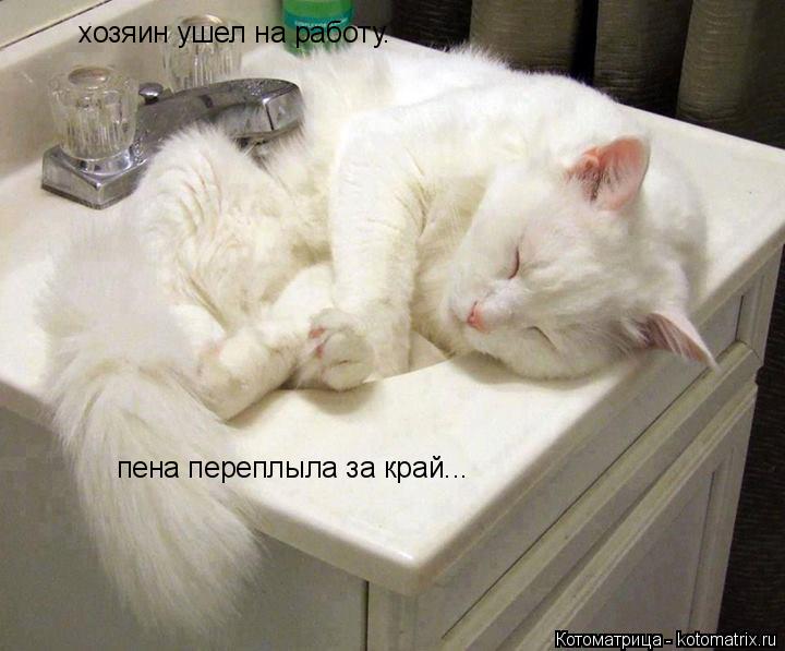 Котоматрица: хозяин ушел на работу. пена переплыла за край...