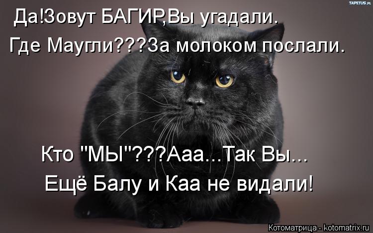 Котоматрица: Да!Зовут БАГИР,Вы угадали. Где Маугли???За молоком послали. Кто "МЫ"???Ааа...Так Вы... Ещё Балу и Каа не видали!