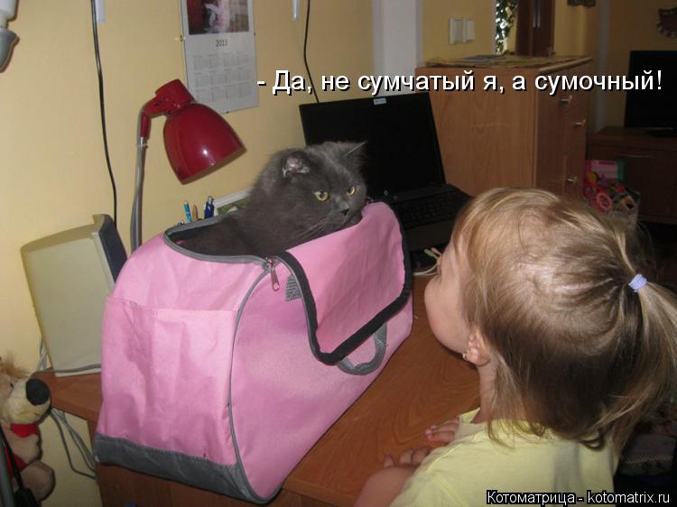 - Да, не сумчатый я, а сумочный!... Котоматрица: - Да, не сумчатый я, а сумочный!