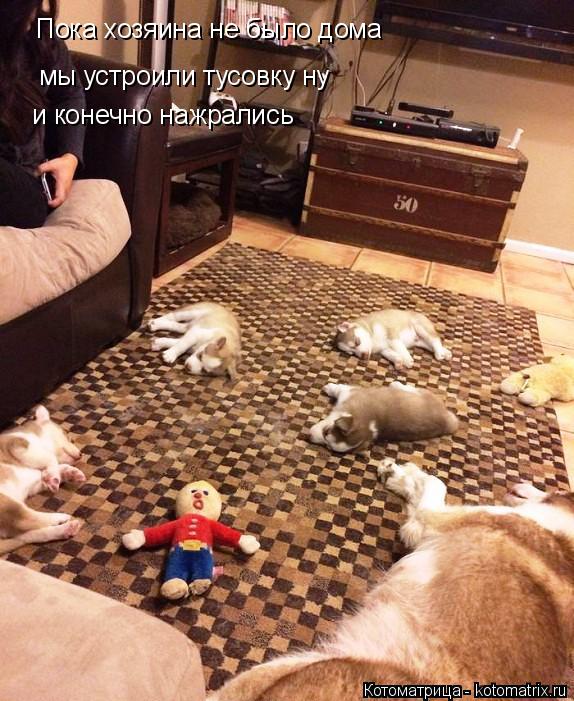 Котоматрица: Пока хозяина не было дома  мы устроили тусовку ну и конечно нажрались