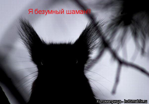 Котоматрица: Я безумный шаман!!