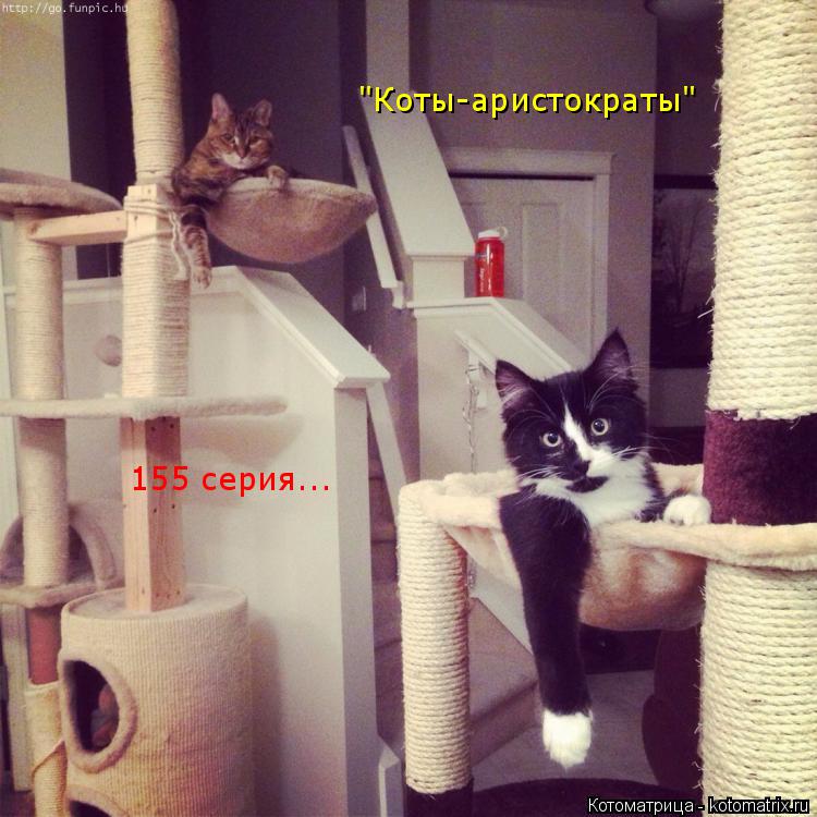 "Коты-аристократы" 155 серия...... Котоматрица: "Коты-аристократы" 155 серия...