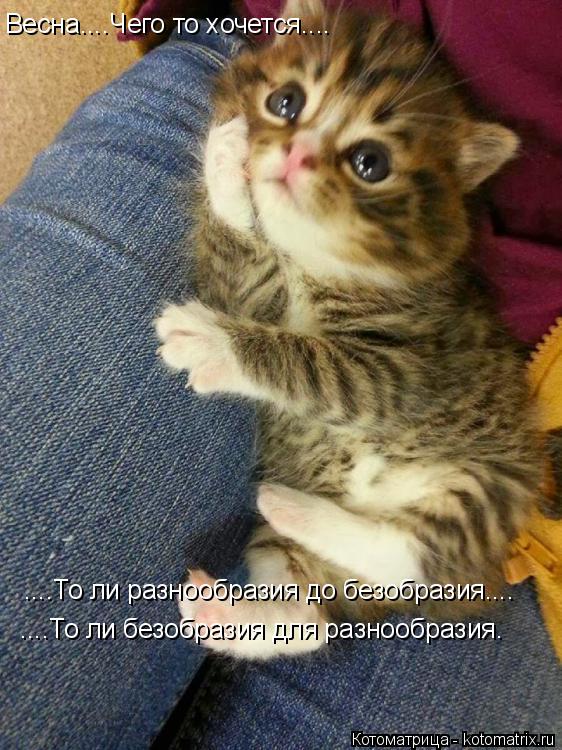 Котоматрица: Весна....Чего то хочется.... ....То ли разнообразия до безобразия.... ....То ли безобразия для разнообразия.