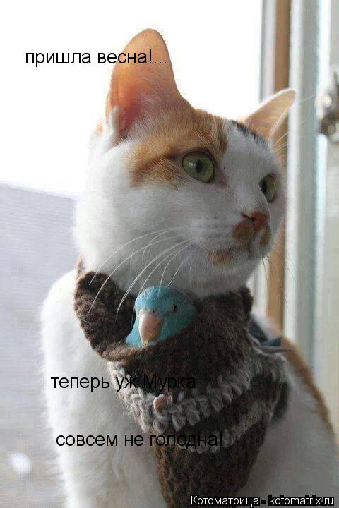 Котоматрица: пришла весна!... теперь уж Мурка  совсем не голодна!