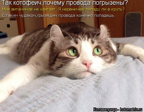 Котоматрица: Так котофеич,почему провода погрызены? Мне витаминов не хватает. Я нервничаю попаду ли в круть? С таким чудаком,грызящим провода конечно по