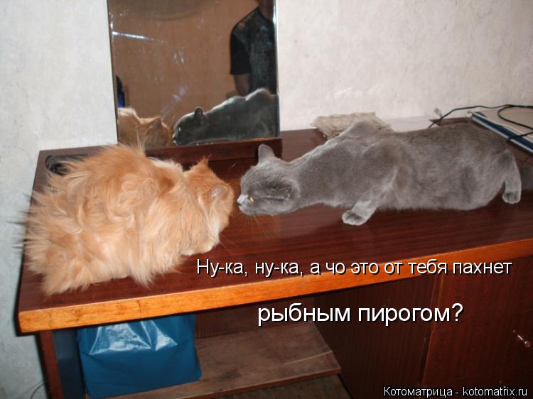 Котоматрица: рыбным пирогом? Ну-ка, ну-ка, а чо это от тебя пахнет