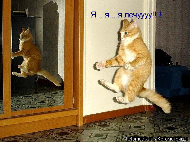 Котоматрица: Я... я... я лечуууу!!!!