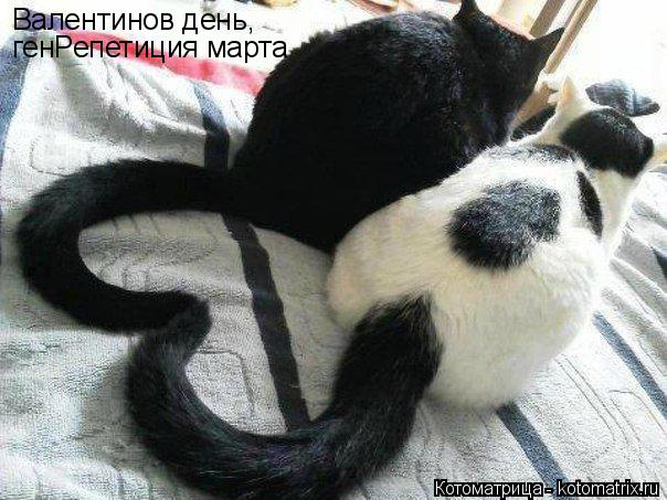 Котоматрица: Валентинов день,  генРепетиция марта