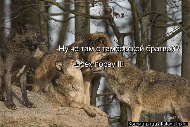 Котоматрица: -Ну чё там с тамбовской братвой? -Всех порву!!!!