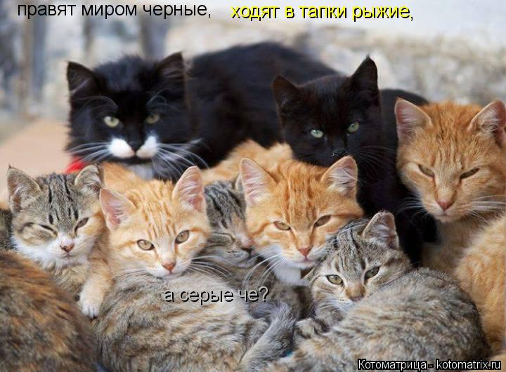 Котоматрица: правят миром черные, ходят в тапки рыжие,  а серые че?