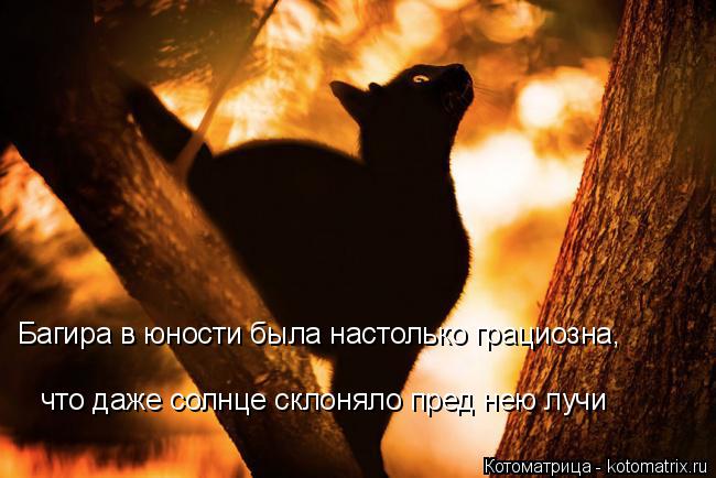 что даже солнце склоняло пред нею лучи Багира в юности была настолько грациозна,... Котоматрица: что даже солнце склоняло пред нею лучи Багира в юности была настолько грациозна,