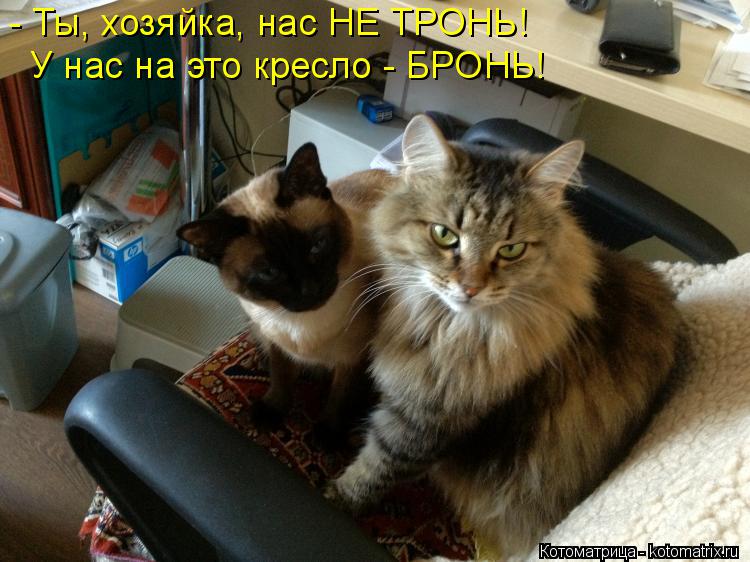 - Ты, хозяйка, нас НЕ ТРОНЬ! У нас на это кресло - БРОНЬ!... Котоматрица: - Ты, хозяйка, нас НЕ ТРОНЬ! У нас на это кресло - БРОНЬ!