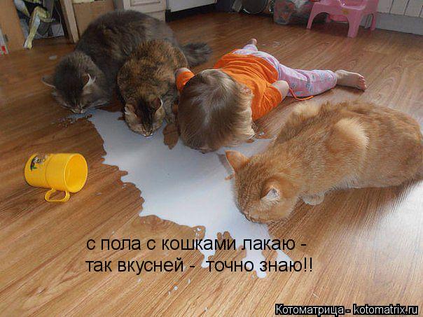 с пола с кошками лакаю - так вкусней - точно знаю!!... Котоматрица: с пола с кошками лакаю - так вкусней - точно знаю!!