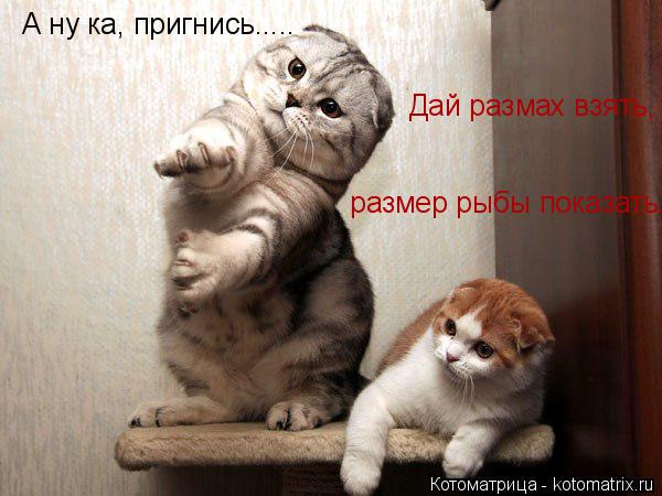 Котоматрица: А ну ка, пригнись.....      размер рыбы показать. Дай размах взять,