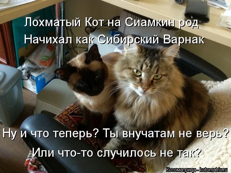 Котоматрица: Лохматый Кот на Сиамкин род Начихал как Сибирский Варнак Ну и что теперь? Ты внучатам не верь? Или что-то случилось не так?