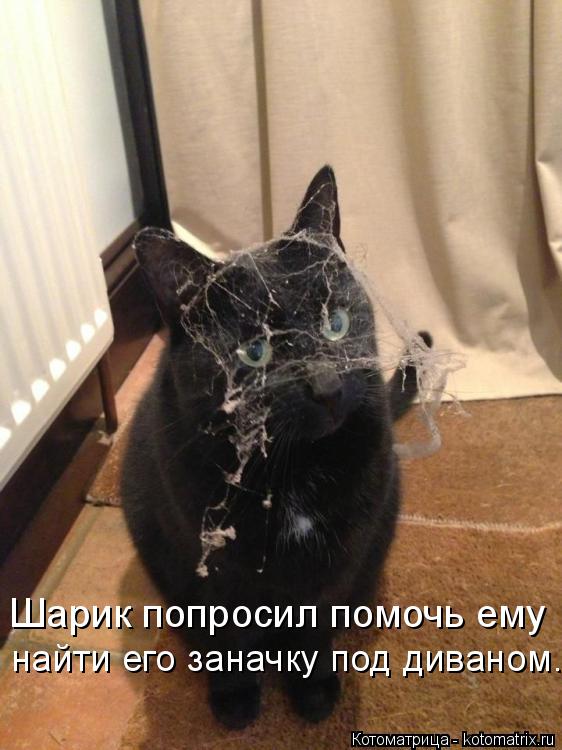 Котоматрица: Шарик попросил помочь ему  найти его заначку под диваном...