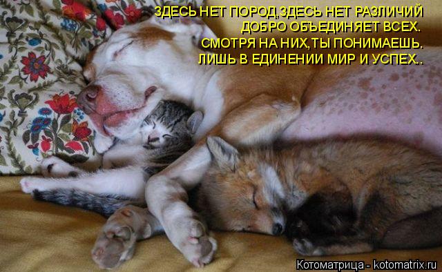 Котоматрица: ЗДЕСЬ НЕТ ПОРОД,ЗДЕСЬ НЕТ РАЗЛИЧИЙ ДОБРО ОБЪЕДИНЯЕТ ВСЕХ. СМОТРЯ НА НИХ,ТЫ ПОНИМАЕШЬ. ЛИШЬ В ЕДИНЕНИИ МИР И УСПЕХ..