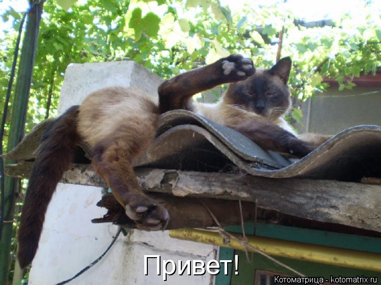 Котоматрица: Привет!