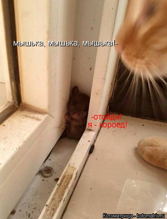 Котоматрица: мышька, мышька, мышька!- -отойди! я - короед!