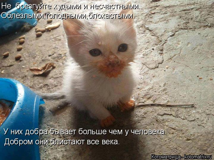 Котоматрица: Не  брезгуйте худыми и несчастными.. Облезлыми,голодными,блохастыми. У них добра бывает больше чем у человека. Добром они блистают все века.