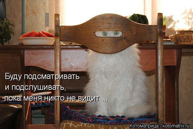 Котоматрица: Буду подсматривать  и подслушивать,  пока меня никто не видит ...