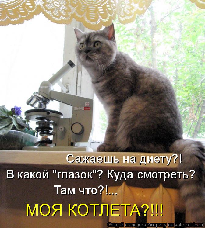 Сажаешь на диету?! МОЯ КОТЛЕТА?!!! Там что?!... В какой "глазок"? Куда смотреть?... Котоматрица: Сажаешь на диету?! МОЯ КОТЛЕТА?!!! Там что?!... В какой "глазок"? Куда смотреть?