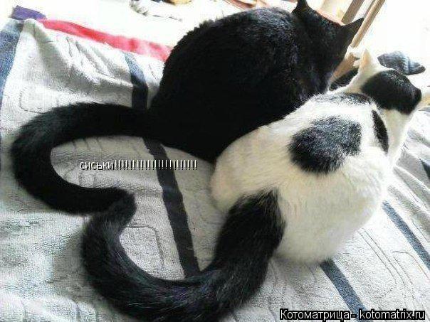 Котоматрица: сиськи!!!!!!!!!!!!!!!!!!!!!!!