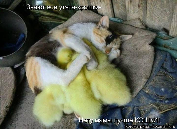 Котоматрица: Знают все утята-крошки- Нету мамы лучше КОШКИ!