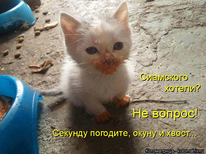 Котоматрица: Сиамского Не вопрос! Секунду погодите, окуну и хвост... хотели?