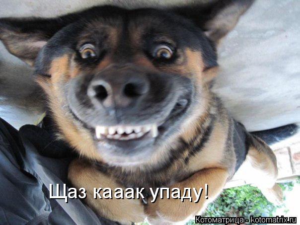 Котоматрица: Щаз кааак упаду!