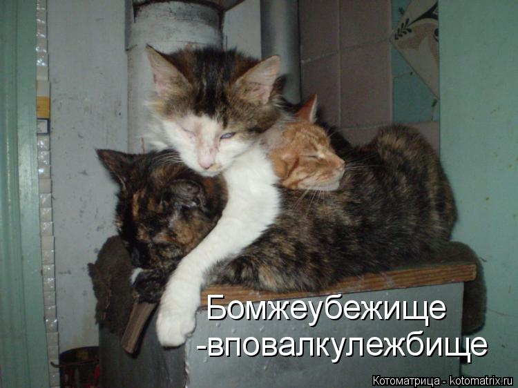 Бомжеубежище -вповалкулежбище... Котоматрица: Бомжеубежище -вповалкулежбище
