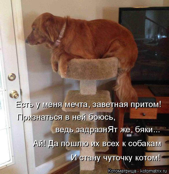 Есть у меня мечта, заветная притом! Признаться в ней боюсь, Ай! Да пошлю их всех к собакам И стану чу... Котоматрица: Есть у меня мечта, заветная притом! Признаться в ней боюсь, Ай! Да пошлю их всех к собакам И стану чуточку котом! ведь задразнЯт же, бяки...