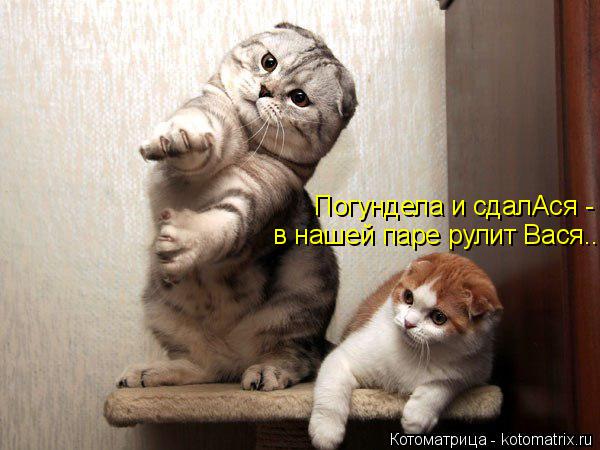 Котоматрица: в нашей паре рулит Вася... Погундела и сдалАся -