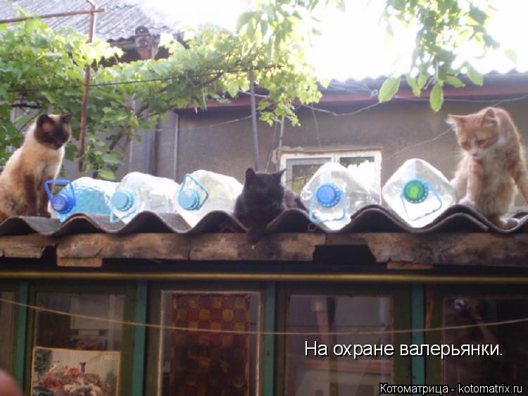 На охране валерьянки.... Котоматрица: На охране валерьянки.