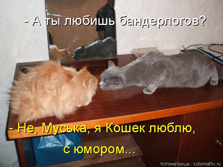 Котоматрица: - А ты любишь бандерлогов? - Не, Муська, я Кошек люблю, с юмором...