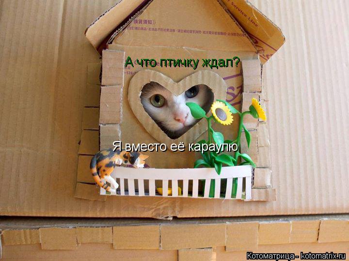 Котоматрица: А что птичку ждал? Я вместо её караулю
