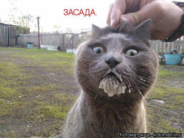 Котоматрица: ЗАСАДА.
