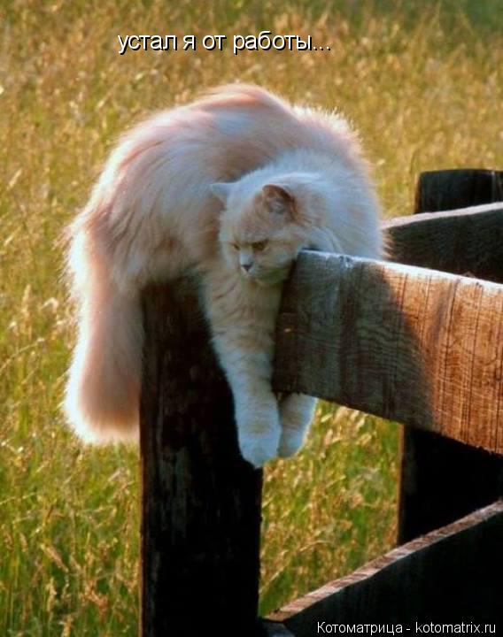 устал я от работы...... Котоматрица: устал я от работы...