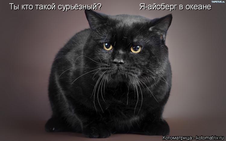 Котоматрица: Ты кто такой сурьёзный?                 Я-айсберг в океане