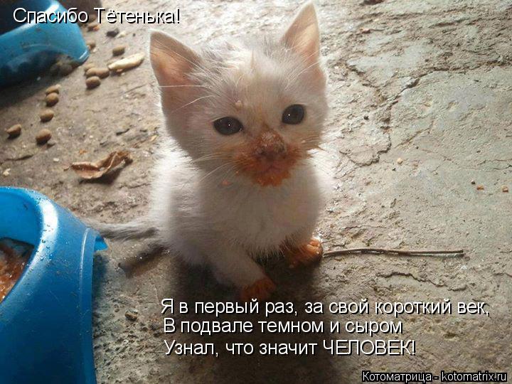 Спасибо Тётенька! Я в первый раз, за свой короткий век, В подвале темном и сыром Узнал, что значит ЧЕ... Котоматрица: Спасибо Тётенька! Я в первый раз, за свой короткий век, В подвале темном и сыром Узнал, что значит ЧЕЛОВЕК!