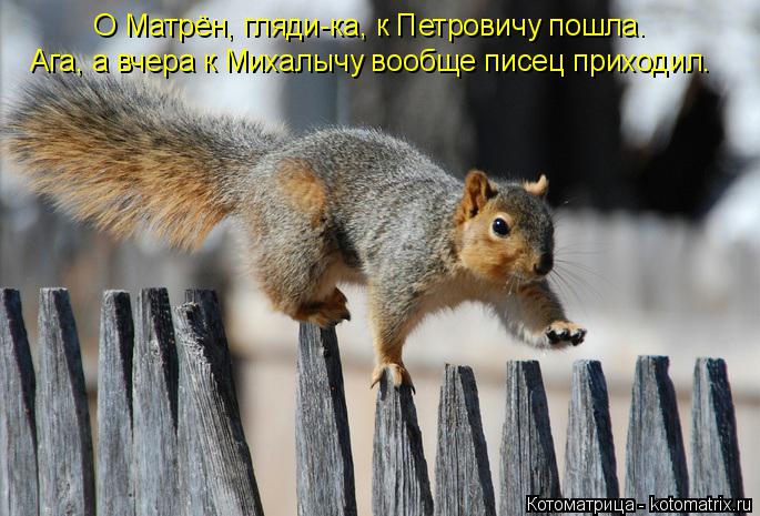 Котоматрица: О Матрён, гляди-ка, к Петровичу пошла.  Ага, а вчера к Михалычу вообще писец приходил.