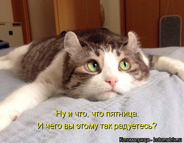Котоматрица: Ну и что, что пятница. И чего вы этому так радуетесь?