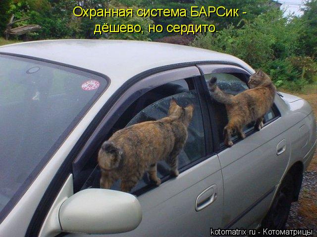 Котоматрица: Охранная система БАРСик -  дёшево, но сердито.