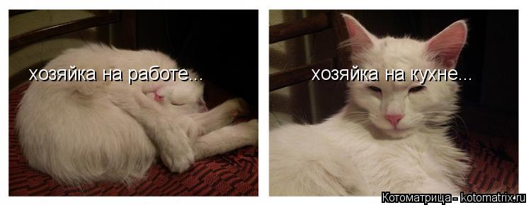 хозяйка на работе... хозяйка на кухне...... Котоматрица: хозяйка на работе... хозяйка на кухне...