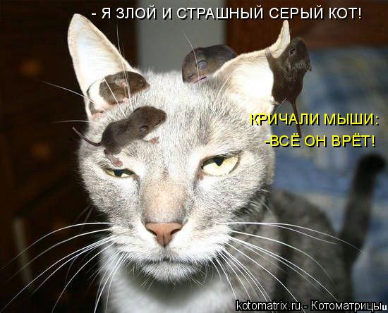 Котоматрица: - Я ЗЛОЙ И СТРАШНЫЙ СЕРЫЙ КОТ! КРИЧАЛИ МЫШИ: -ВСЁ ОН ВРЁТ!
