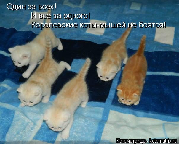 Котоматрица: Один за всех!  И все за одного! Королевские коты-мышей не боятся!